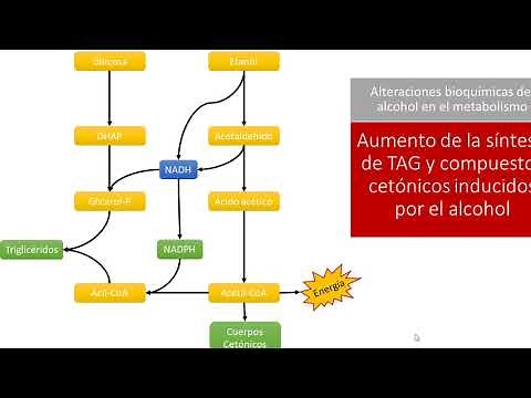 Bioquímica Clínica: Metabolismo del alcohol