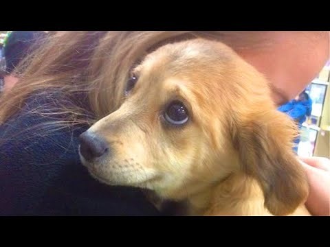 Animal and Human Reunions That’ll Melt Your Heart