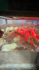 Transfer Golden chicks In Brooder | Mian Inventions