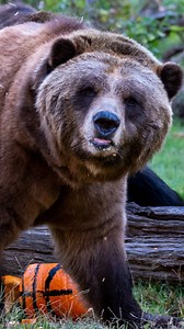 Teton Trek is ROARING with excitement for the @memgrizz Opening Night game at @fedexforum! 🏀🐻 Our grizzlies have really been putting in the effort on their skills. They’re still working on not destroying the basketballs, though. Good luck to @memgrizz tonight! #memphiszoo #grizzlies #basketball #fedexforum #memphis #bears #love #animals #901 #gogrizz #nba | Memphis Zoo