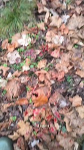 8.4K views | Leif Erickson on Reels | Facebook