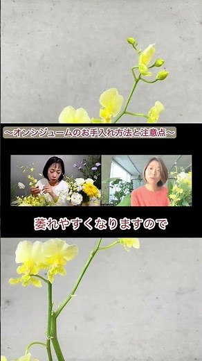 【オンシジュームのお手入れ方法と注意点】#オンシジューム#エレナ#お手入れ方法#切り花#お花の定期便#お花のある暮らし#ギフト#プレゼント#shorts