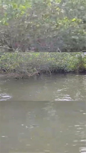 Nature #subscribe #summer #camping #birds #village #god #shorts #uttarakannada #sadstatus #gaming