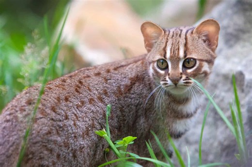 Meet the Rusty Spotted Cat That Could Fit in Your Hand