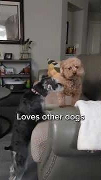This Mini Schnauzer Loves Everyone… Including Kids ❤️🐾
