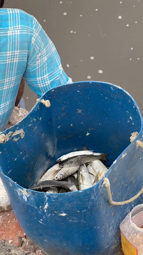 U can’t believe this! Very talented fisherman catching fish like a magic! | Tn villager