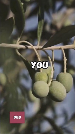 Olive Tree Symbolism: A Biblical Perspective