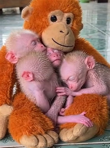 poor a lot of bb monkey were left behind and rejected by group1