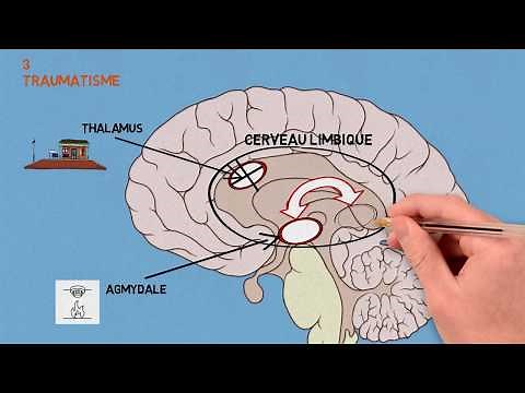 3- Traumas: Trauma and consequences on the brain