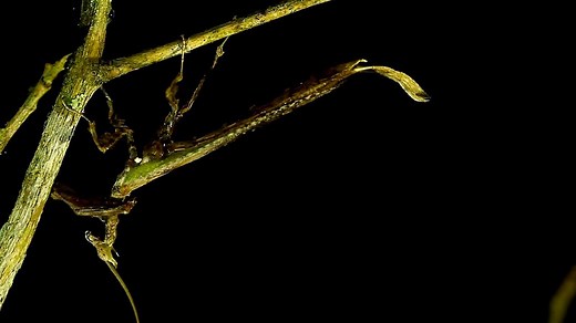 The Brazilian dragon mantis' camo is so good scientists can't say its population size. | National Geographic Animals