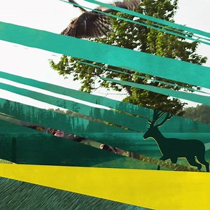 When animals are in trouble, these are the families just wild enough to save them—one backyard bandit at a time. #BanditPatrol | National Geographic Animals