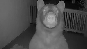 California Residents Awoken by Unlikely 'Ding-Dong Ditcher'