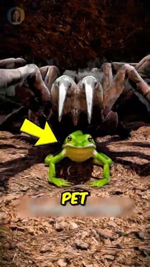 The Weirdest Animal Friendship You Never Knew About!