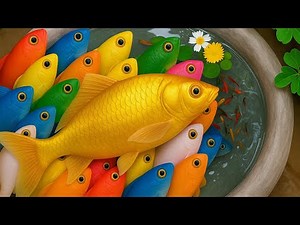 Catch Colorful Fish in a Small Pond: Crayfish, Koi Fish, Turtles, Eels, and Catfish