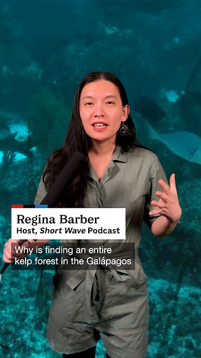 Why finding kelp in the Galapagos is like finding a polar bear in the Bahamas. #NPRShortWave Follow the link in our bio to hear the full episode from Short Wave. Host: Regina Barber/NPR Producer: Sofia Seidel/NPR | NPR