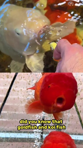 Koi Fish vs Goldfish: Understanding the Key Differences