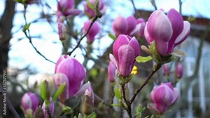 Close up of pink and purple blooming magnolia tree branches on blurred house background in English garden at sunny day