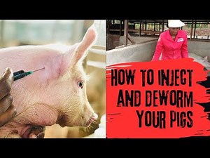 How to inject and deworm your pigs||Farm routines||Muthoni The Pig Farmer.
