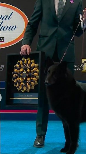 Soleil the Belgian Sheepdog claims Best in Show!🏆🐶