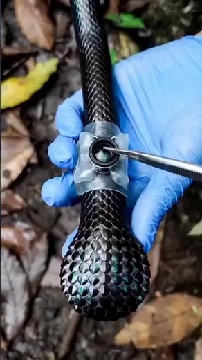 Shield-Tailed Snake’s Alien Burrow 🐍 POV: Inside the Secret Real Field Research #Shorts Ep 4