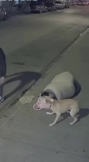 Protector 🐕💪🐾 | Dragon Fans Ball 2