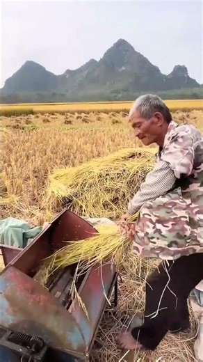 Rapid threshing process of rice ears with foot-operated thresher tools