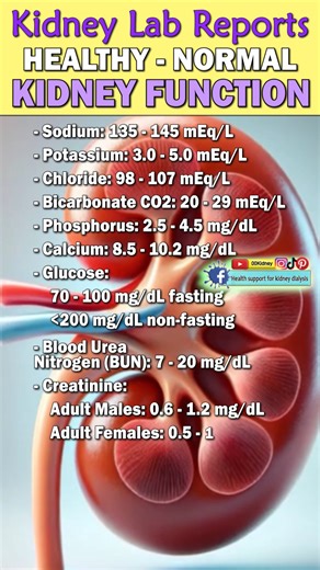 28K views · 162 reactions | How to Normalize our Lab Report and Repair Kidneys #kidneydisease #kidneyfailure #dialysis #chronickidneydisease #diabetes #highbloodpressure #creatinine #kidneyrepair #kidneyhealth #ckd #00kidney | Health support for kidney dialysis | Facebook