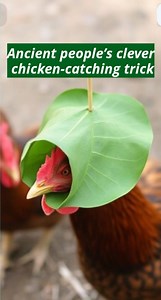 A magical yet simple bird-catching technique 🤯 #reelsvideoシ #reelschallenge #reelsfbシ #animalreels #reelstrending #animal #wildlifephotography #shortsvideos #reelsviralfb #dog #shortsreels #animalphotography #animals #animalsoftiktok #animeshorts #funnyanimals #funnymoments #animalshelter #animalexperience #hindiexplained #cat #cobra #pig #reelsfacebook #fypシ゚viralシ #fypシ゚viralシ2024fyp #fypシ゚viralシfypシ゚viralシalシ #frypanシ゚viralシfypシ゚ #chiken #chikencatch | Rahim Sha