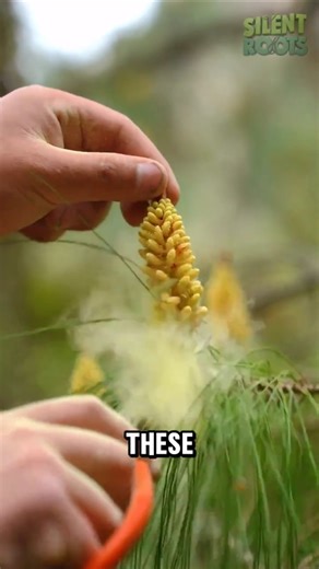 They Turn Tree Pollen Into Dessert