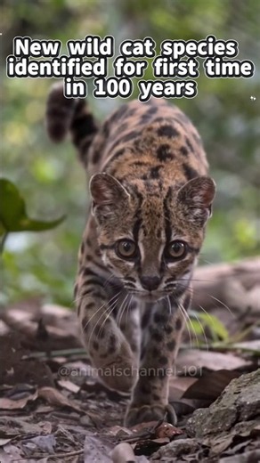 New Wild Cat Species Found — First in 100 Years 🐆