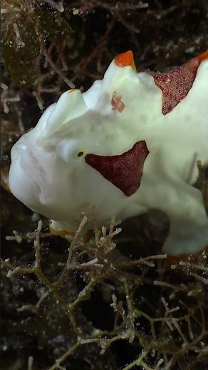 The Extraordinary Clown Frogfish - A Mesmerizing Underwater Marvel!