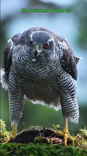 Even EAGLES fear this BIRD- The truth about the GOSHAWK