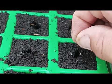 semis de salade en godets pour cet automne , potager en Bretagne .