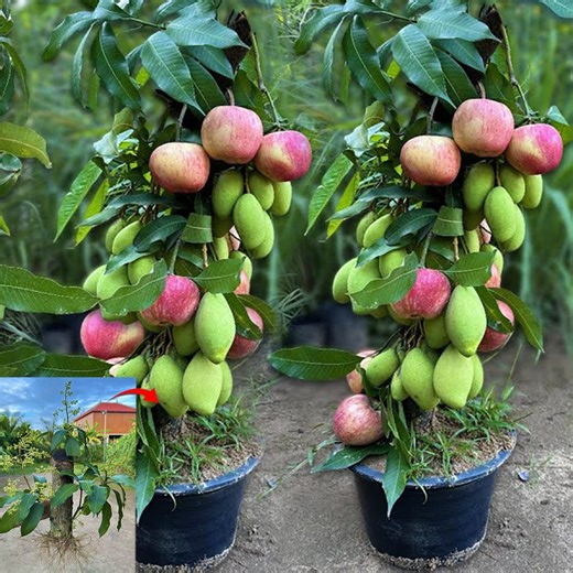64K views · 1.3K reactions | Great...! How to grafting mango trees with apple fruit to get Amazing fruit in a short time | Tree Garden | Facebook
