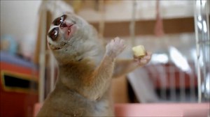 The cute appearance of the slow loris eating! | Dancing with animals