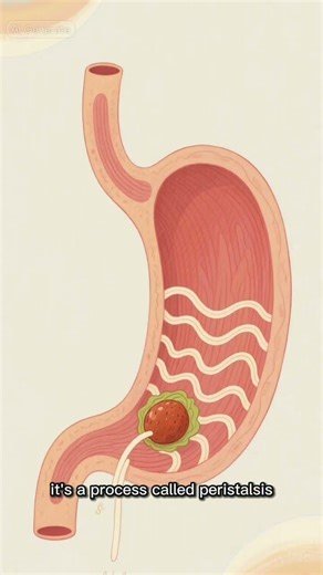 What is Peristalsis?