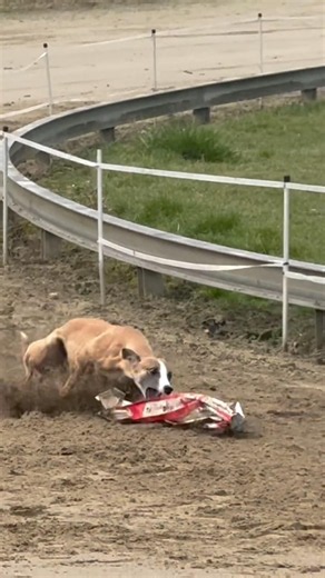 Whippet Greyhound Sprint Race #greyhound #dogracing #shorts #viral #doglove #trending #dograce #pet