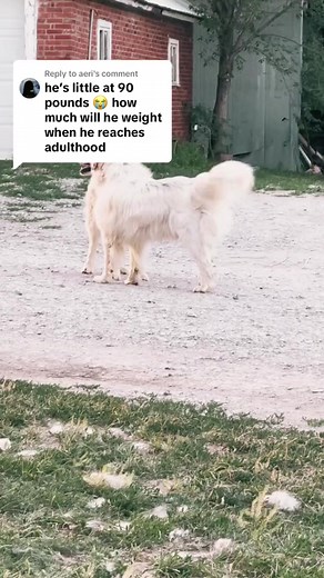Our LGD puppy is growing up! He’s enjoying summer and loves his job. His little grumbles make is giggle but he’s growing nicely into a good protector #homestead #homesteading #sustainability #freerangechickens #lgd #livestockguardiandog #greatpyrenees #anatolianshepherddog | The Little Red Farm