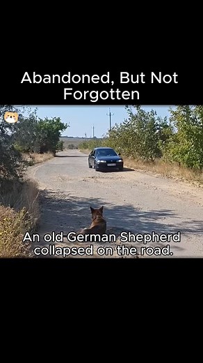 42K views · 2.3K reactions | Pequeños gestos, grandes cambios. | Camino de Esperanza Animal | Facebook