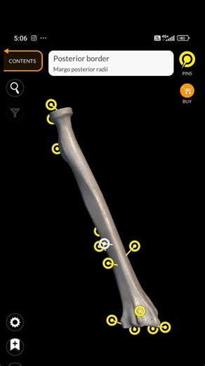 RADIUS#under60seconds#3D# #humananatomy # osteology #physiotherapy #anatomyofradius#upperlimb 🫵💙