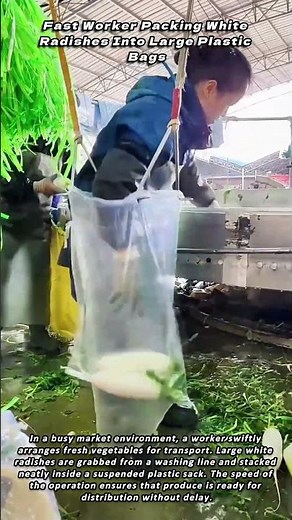 Fast Worker Packing White Radishes Into Large Plastic Bags