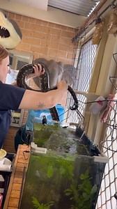 Getting Her Morning Soak! 🐍💦 | Snakes of Australia Starting the day right! Watch this Aussie snake enjoy her morning soak 🐍💦 #snakesofaustralia #trending #reptile #snake #morningroutine #australianwildlife #snakecare #reptilelover #wildlifephotography #animalsofaustralia | Wildlife With Stuart Mckenzie