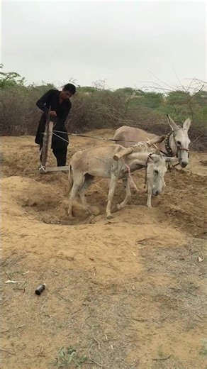 فلاح يتحدى الأرض القاسية ويزرع الصحراء بمساعدة الثيران