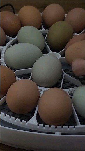 Candling Eggs Day 10 Incubation - Full Video Up #homesteading #homestead #backyardchickens #chickens