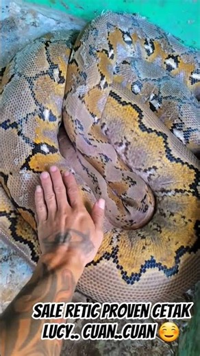 reticulated python ⁉️ salee salee #reticmorph #reticulatedpython #retic #vidio