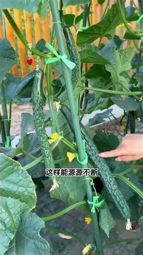 Learn this fertilization method, and your cucumbers will grow more and taste exceptionally good. ...