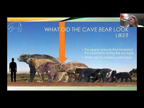 Cave Bears: The Unexpected Vegetarians of the Ice Age