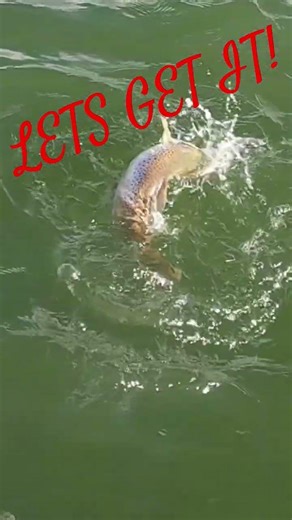 Big Brown Trout at Pathfinder Reservoir 2026! #troutfishing #topwaterblowups #browntroutfishing