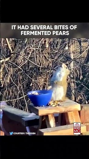 Watch: Squirrel Munches On Some Fermented Pears And Gets Drunk #shorts