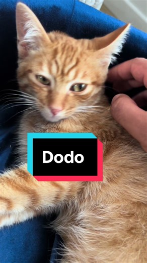 Mignons Frères Chatons qui Jouent et Dorment Ensemble 😍